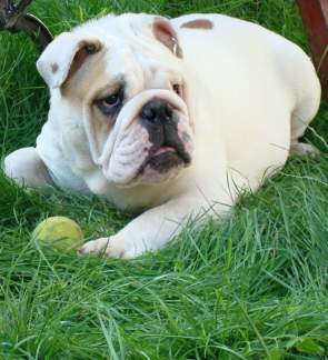 English bulldog in show
